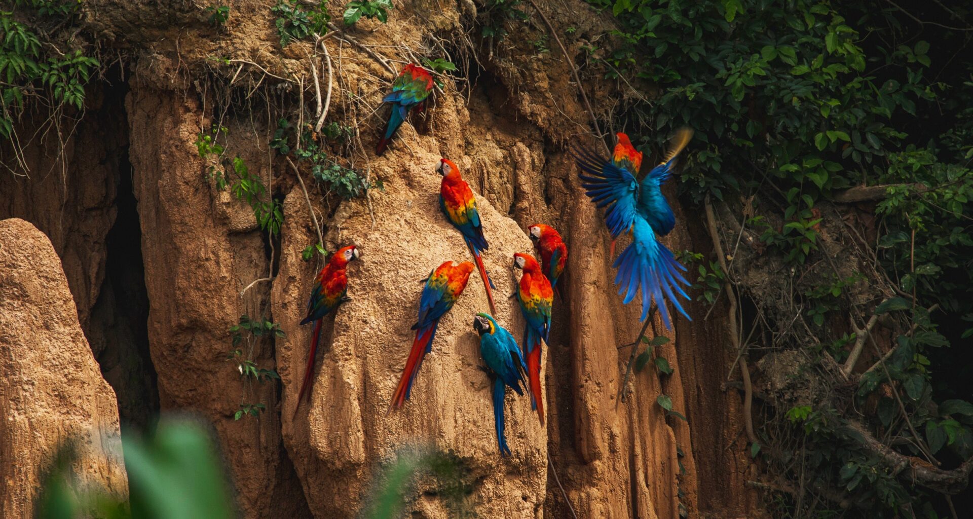Climate Change Has Driven the Amazon Rainforest to the Edge of a "Tipping Point"