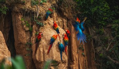 Climate Change Has Driven the Amazon Rainforest to the Edge of a "Tipping Point"
