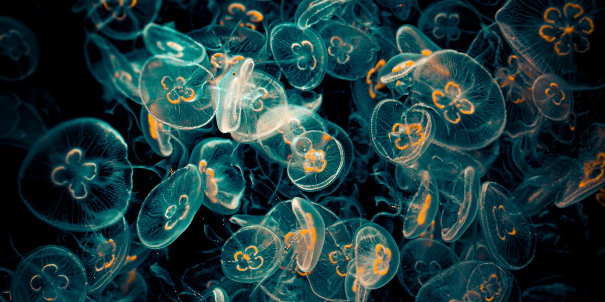 A Mob of Alien Creatures Just Took 4 Nuclear Reactors Completely Offline