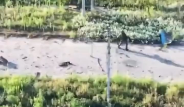 Russian soldier tried to help his comrade being chased by FPV, Dobropillya axis