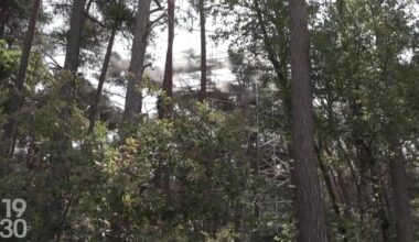 Malgré ses capacités de défense, le pin sylvestre cède le pas au chêne - rts.ch