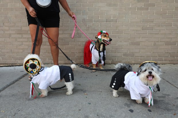Isabel Hernandez watches the Pilsen Mexican Independence Day Parade with her costumed dogs, Cielo, from left, Luna and Amor on West 18th Street on Sept. 10, 2022. (John J. Kim/Chicago Tribune)