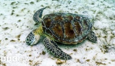 Great Barrier Reef suffers worst coral decline on record