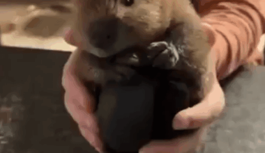 Here, take this baby bober