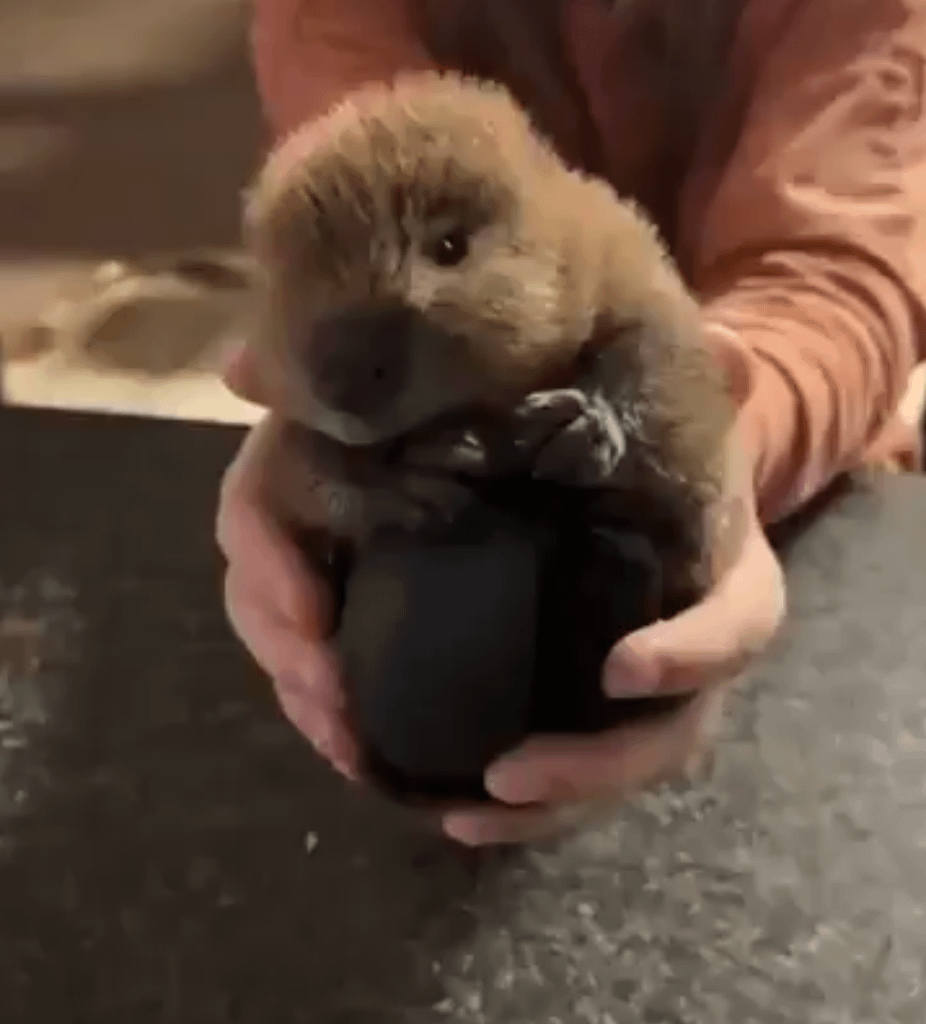 Here, take this baby bober