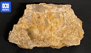 Palaeontologists verify Australia's largest fossil pearl as 100 million years old