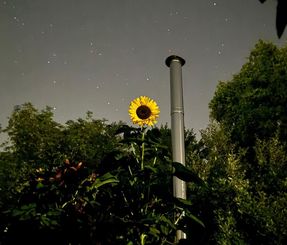 Sonnenblume (Nachts)