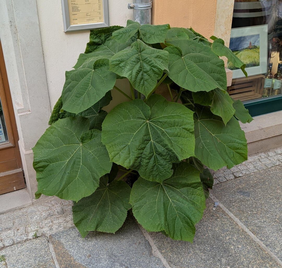 Erstaunliches Fugenwachstum - Pirna Edition