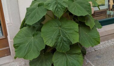 Erstaunliches Fugenwachstum - Pirna Edition