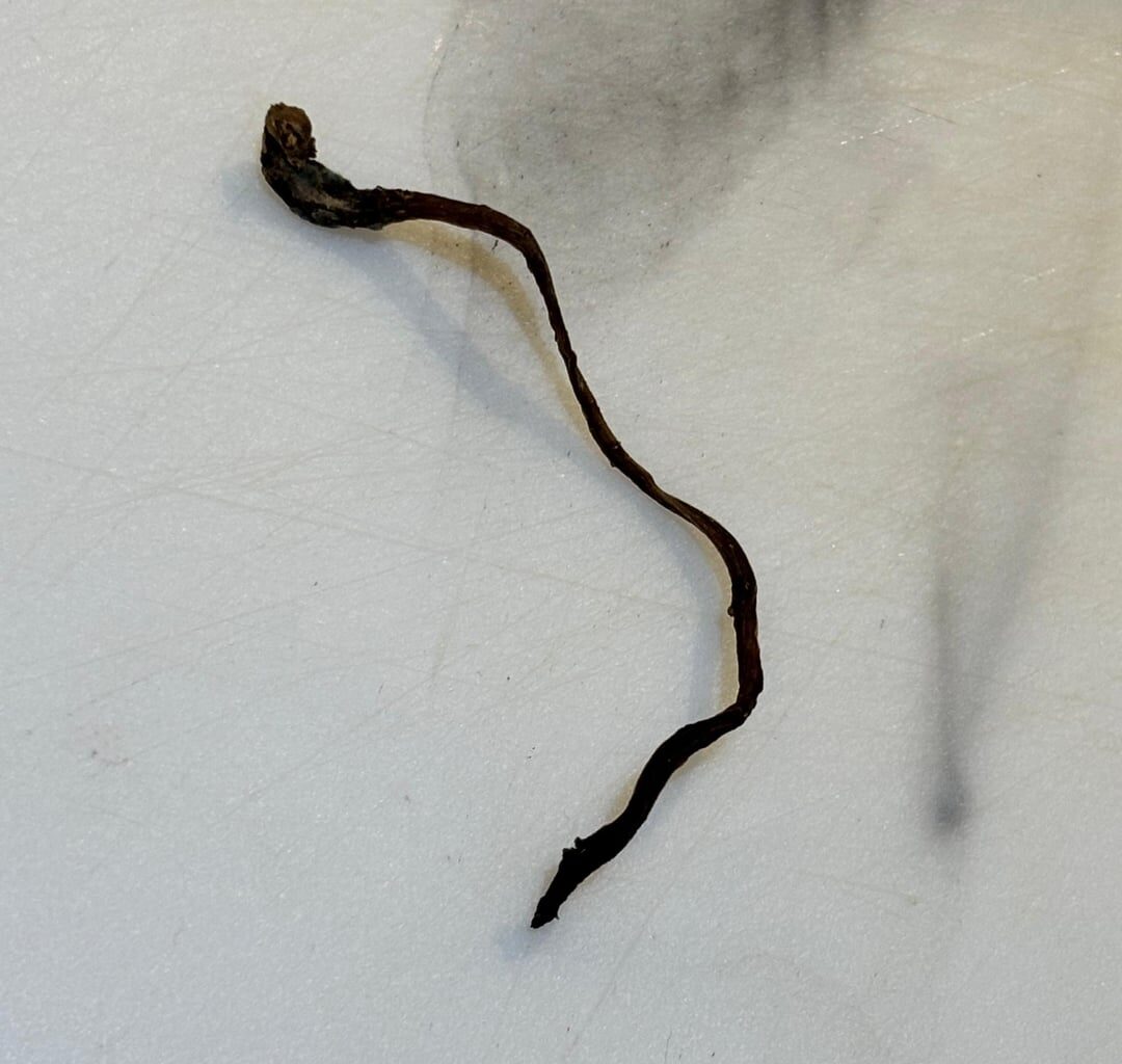 Found a worm in my M&S potatoes... now I'm traumatised and dinnerless 🥲