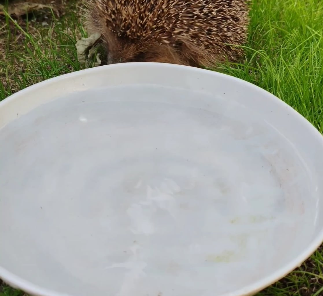 Prickly visitor in the garden🦔