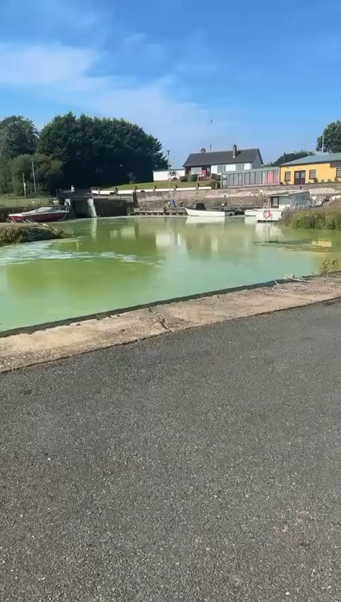 Footage from the Lough shows how bad the algae is again
