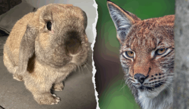 Denmark zoo asks public to donate unwanted pets to feed its predators; PETA balks