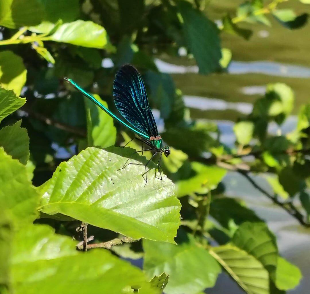 Prachtlibelle