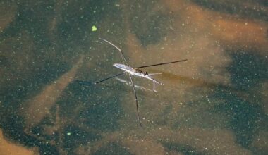 Wasserläufer | Großer Blaupfeil | Bonusfoto Stockente