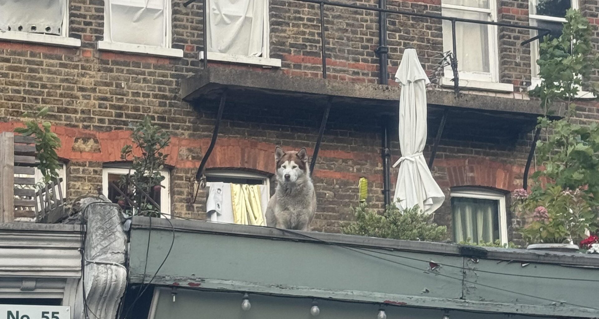 Apparently this dog is a celebrity around Forest Hill for his Balcony stunts. Even leans over further and howls at the sirens