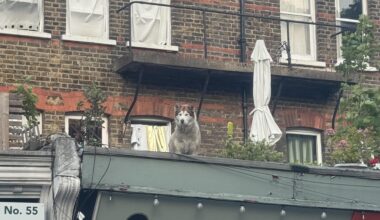 Apparently this dog is a celebrity around Forest Hill for his Balcony stunts. Even leans over further and howls at the sirens