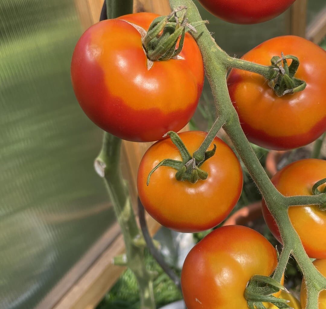 Ist diese zwei-farbige Reifung normal?