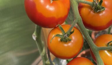 Ist diese zwei-farbige Reifung normal?