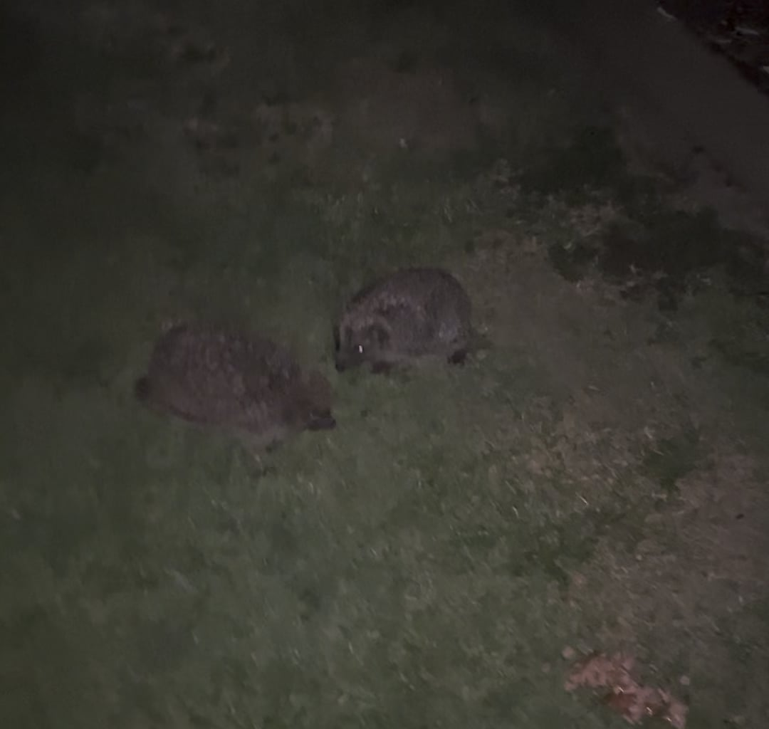Found these two in my garden last night