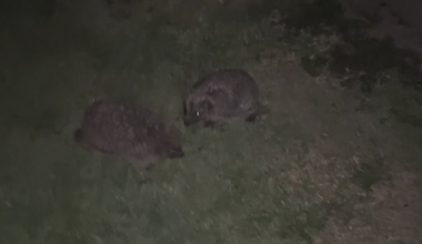 Found these two in my garden last night