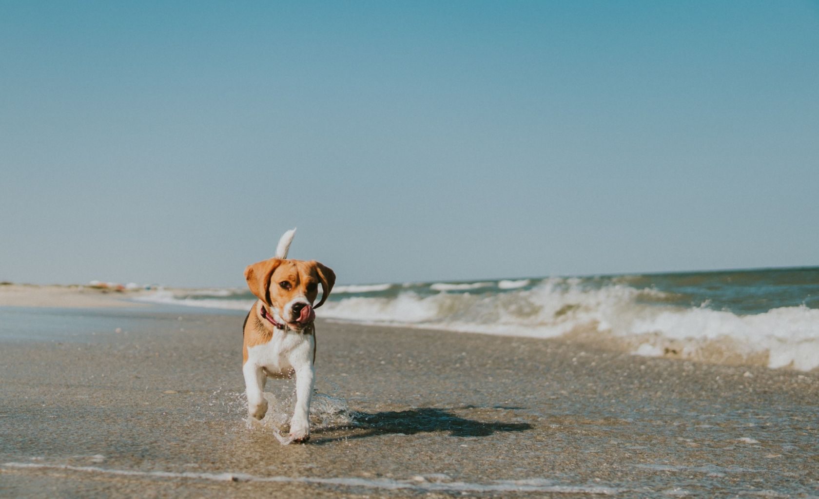 Calls to change law to allow pets on beaches