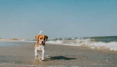 Calls to change law to allow pets on beaches
