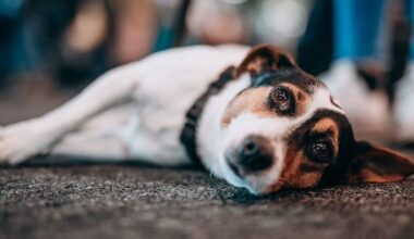 Dogs allowed on Canterbury buses – but is it workable?