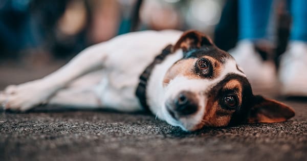 Dogs allowed on Canterbury buses – but is it workable?