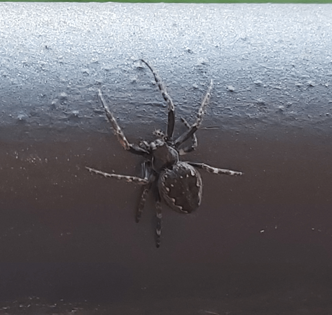 Gartenkreuzspinne in Schwarz?