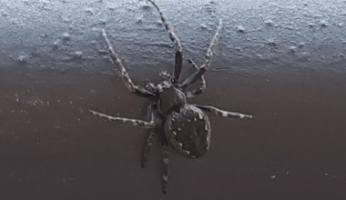 Gartenkreuzspinne in Schwarz?