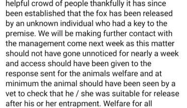 Update: Fox trapped in charity shop has been released