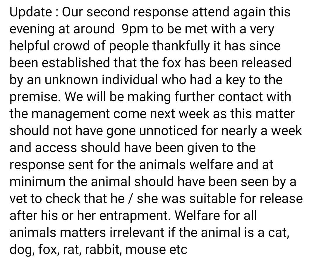 Update: Fox trapped in charity shop has been released