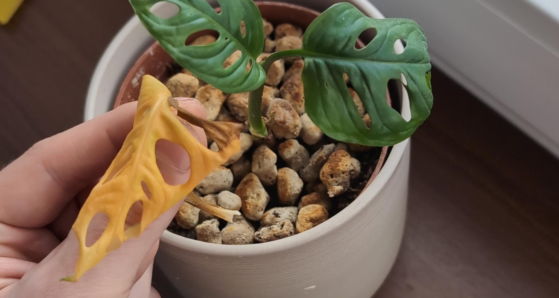 Monsteras wachsen nicht, in jeglicher Situation