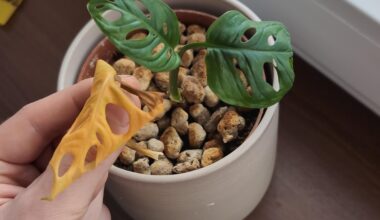 Monsteras wachsen nicht, in jeglicher Situation