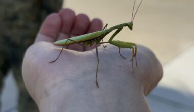 Heute zum ersten Mal diesen Freund in freier Wildbahn entdeckt