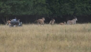 Pár tegnap készült kép Orbán házi szafariparkjáról