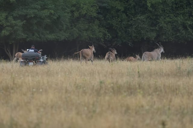 Pár tegnap készült kép Orbán házi szafariparkjáról