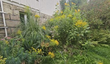 Krieg der Kanadischen Goldrute!