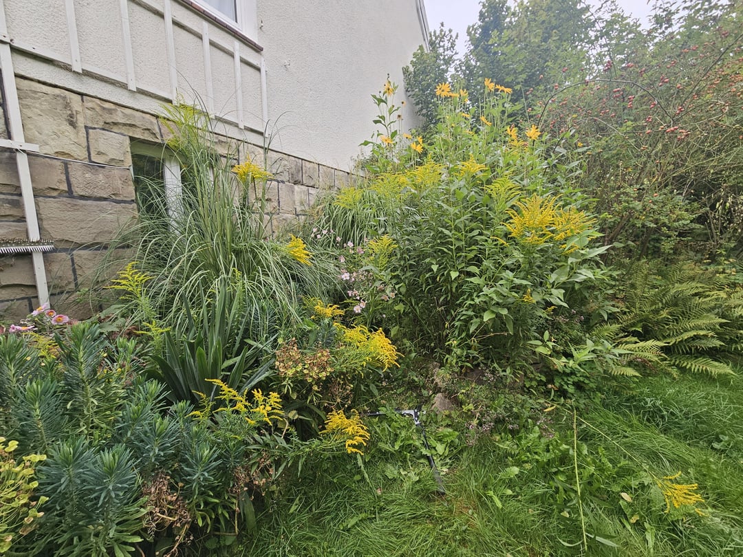 Krieg der Kanadischen Goldrute!