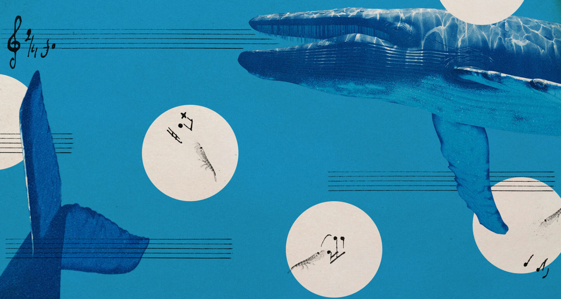 Photo collage of blue whales, krill, and musical notation