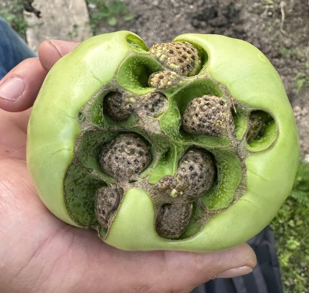 Was ist mit meiner Tomate passiert?