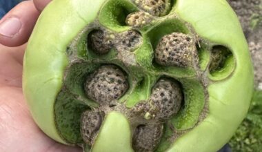 Was ist mit meiner Tomate passiert?