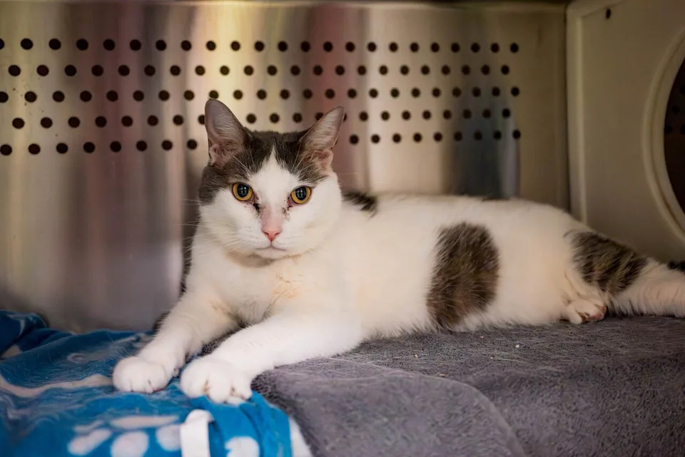Babette, who was surrendered to Montreal SPCA because of the financial burden of veterinary care costs, is available for adoption. 