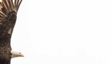 Trump Cracks Down on Bird Deaths, but Only From Wind Turbines