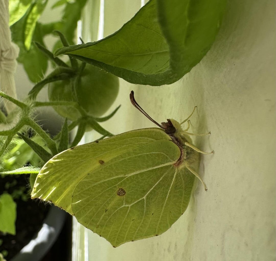 Zitronenfalterbesuch auf meinem Balkon
