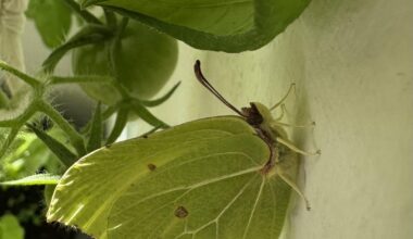 Zitronenfalterbesuch auf meinem Balkon