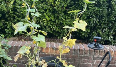 Was fehlt meinen Gurken?