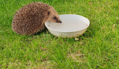 Thirsty little prickle🦔