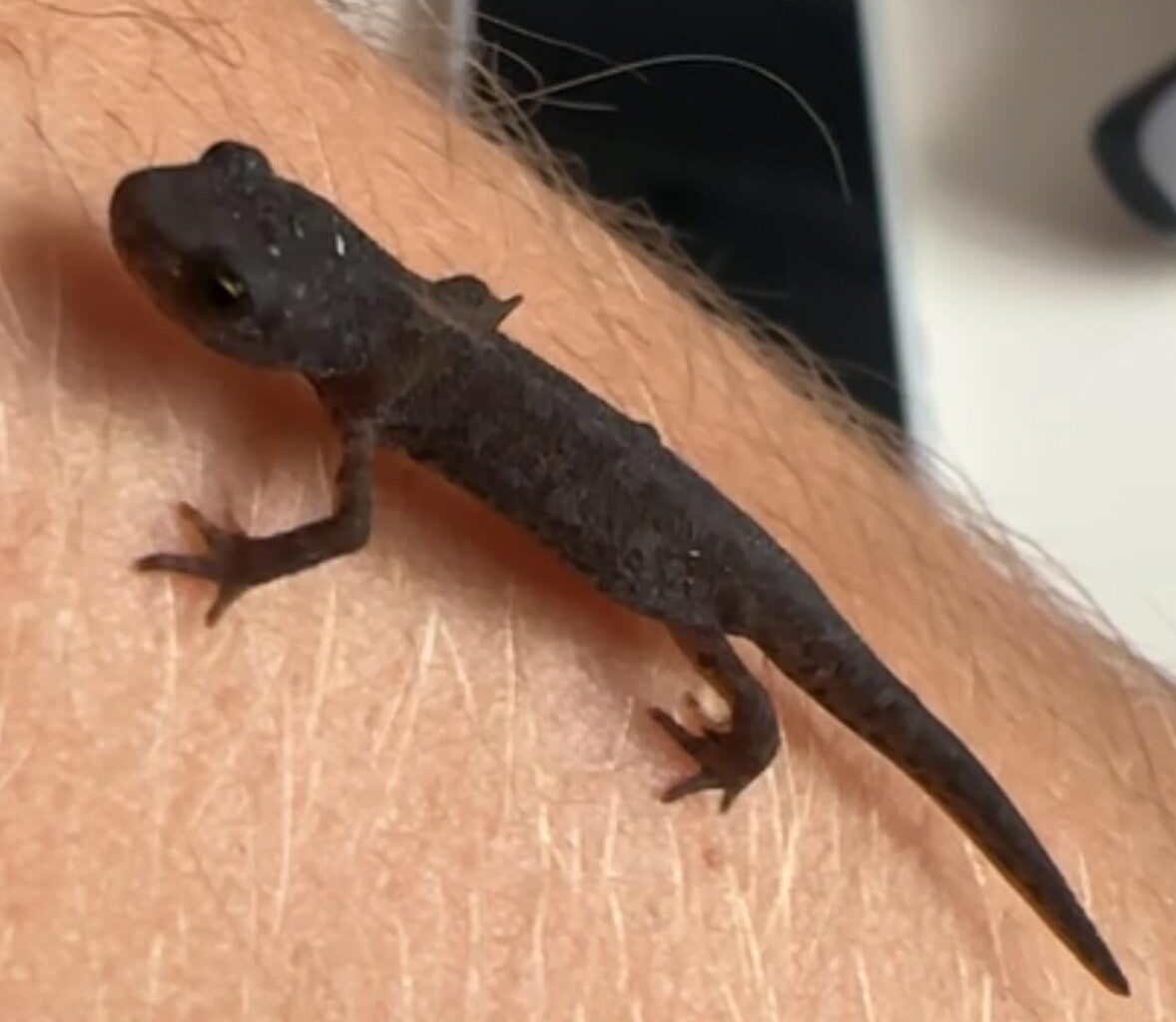 Salamander 🦎